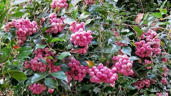 Australian_Lilli_Pilli_Pink_Fruit_Plant_&_Tree_|_Syzygium_Smithii_Plant_&_Tree_(Hybrid,_Pack_of_1)