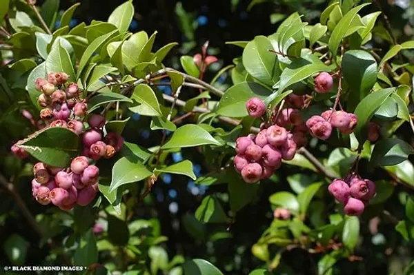 Australian_Lilli_Pilli_Pink_Fruit_Plant_&_Tree_|_Syzygium_Smithii_Plant_&_Tree_(Hybrid,_Pack_of_1)