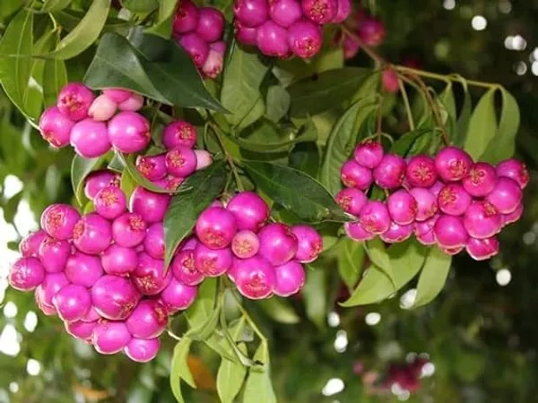 Australian_Lilli_Pilli_Pink_Fruit_Plant_&_Tree_|_Syzygium_Smithii_Plant_&_Tree_(Hybrid,_Pack_of_1)