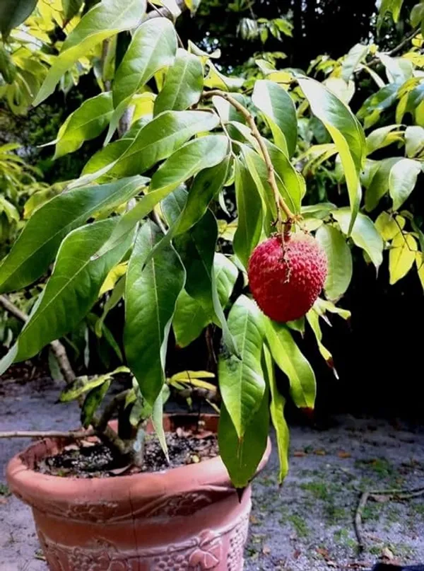 Muzaffarpur(Shahi)_Grafted_Sweet_Tasty_Hybrid_Litchi_Tree._(Pack_of_1)_Plants_&_Tree(1-1.5_Ft_Size)_(Hybrid,_Pack_of_1)