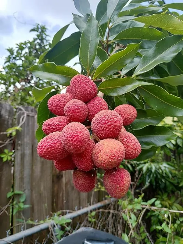 Muzaffarpur(Shahi)_Grafted_Sweet_Tasty_Hybrid_Litchi_Tree._(Pack_of_1)_Plants_&_Tree(1-1.5_Ft_Size)_(Hybrid,_Pack_of_1)