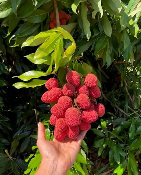 Muzaffarpur(Shahi)_Grafted_Sweet_Tasty_Hybrid_Litchi_Tree._(Pack_of_1)_Plants_&_Tree(1-1.5_Ft_Size)_(Hybrid,_Pack_of_1)