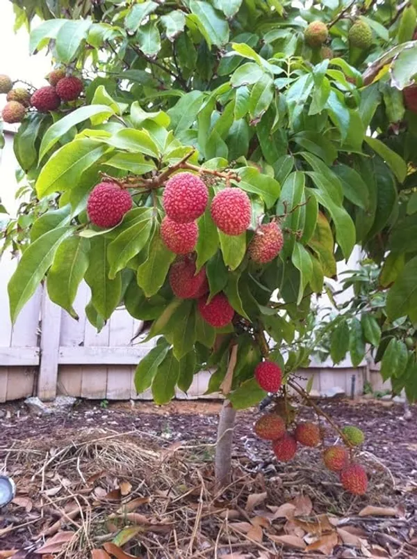 Muzaffarpur(Shahi)_Grafted_Sweet_Tasty_Hybrid_Litchi_Tree._(Pack_of_1)_Plants_&_Tree(1-1.5_Ft_Size)_(Hybrid,_Pack_of_1)