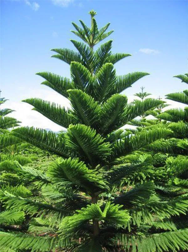 Christmas_Tree_Plant_(Pack_of_1)