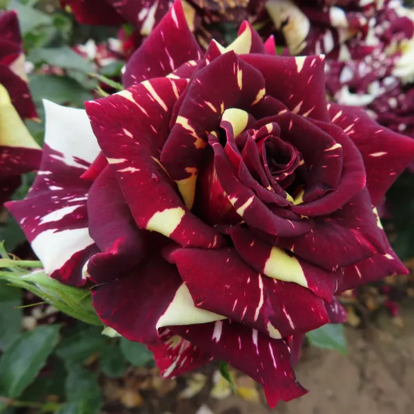 Abracadabra_(Dwarf_Variety)_Flowering_Plant_&_Tree_(1.5-3.5_Ft_Hight)_For_Bush/Home_Garden_(Hybrid,_Pack_Of_1)