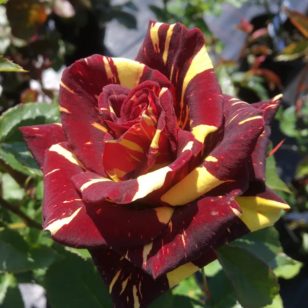 Abracadabra_(Dwarf_Variety)_Flowering_Plant_&_Tree_(1.5-3.5_Ft_Hight)_For_Bush/Home_Garden_(Hybrid,_Pack_Of_1)