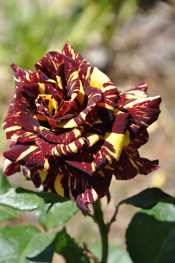 Abracadabra_(Dwarf_Variety)_Flowering_Plant_&_Tree_(1.5-3.5_Ft_Hight)_For_Bush/Home_Garden_(Hybrid,_Pack_Of_1)