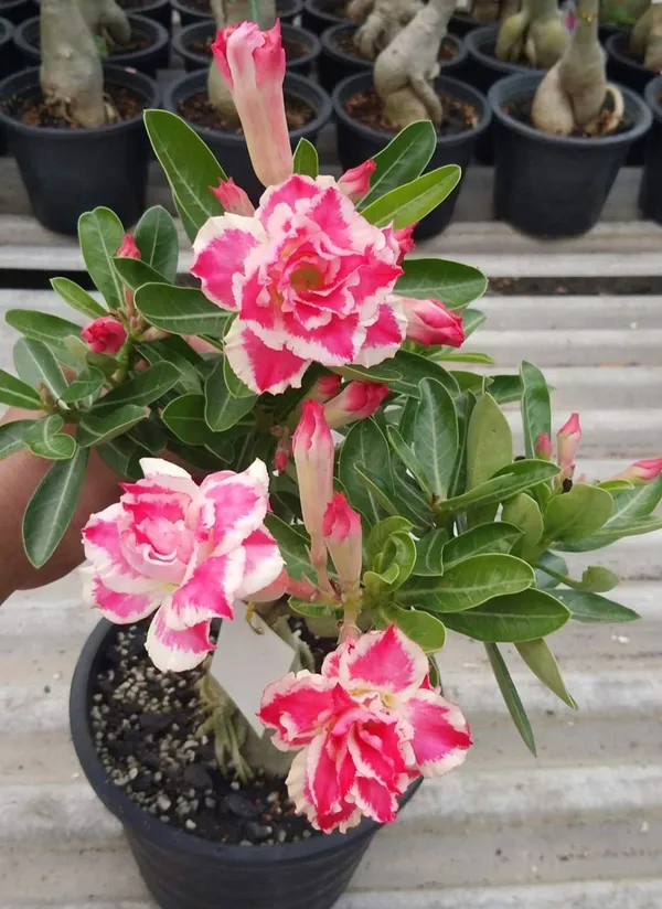 Adenium_Bicolor_Flower_Plant_For_Home_Gardening_Adenium_Desert_Rose_Variety_Flower_Plant_(Hybrid,_Pack_Of_1)