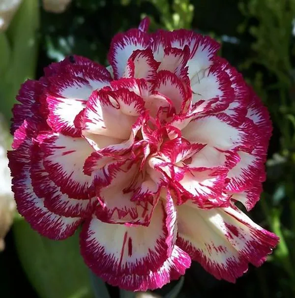 Adenium_Desert_Rose_Flowering_Plant_(Grafted,_Pack_Of_1)