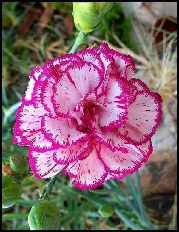 Adenium_Desert_Rose_Flowering_Plant_(Grafted,_Pack_Of_1)