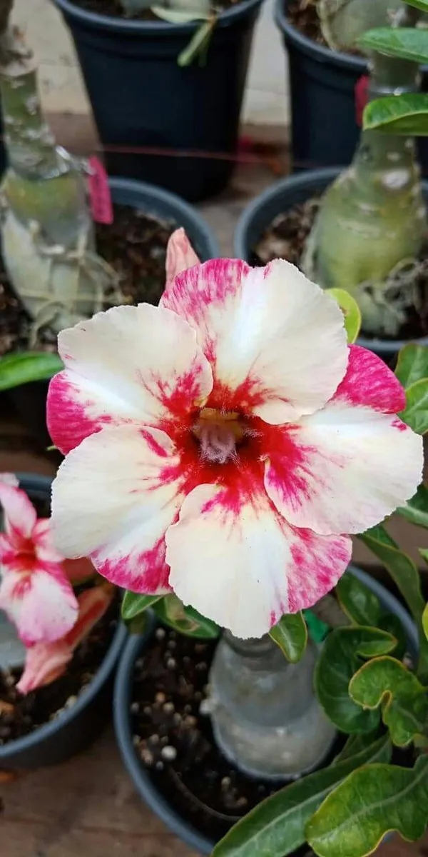 Adenium_Desert_Rose_Grafted_Flower_Plant_For_Home_Indoor_Decoration_&_Gardening_(Hybrid,_Pack_Of_1)