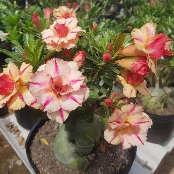 Adenium_Desert_Rose_Variety_Grafted_Flower_Plant_For_Garden_Hybrid_Adenium_Flower_Plant_(Pack_Of_1)
