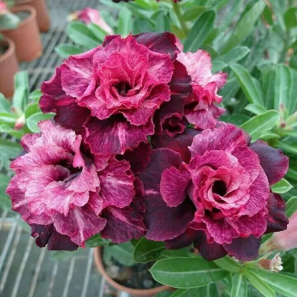 Adenium_(Bicolor)_Flowering_Plant_For_Home_Garden_Hybrid_Adenium_Plant_(Grafted,_Pack_Of_1)