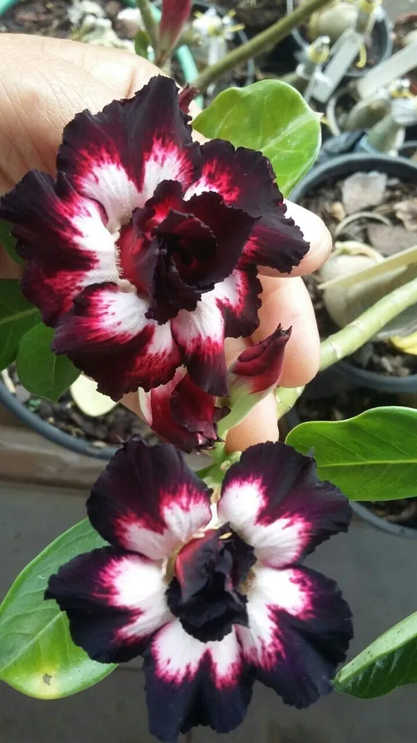 Adenium_(Desert_Rose)_Flower_Plant_For_Home_Gardening_(Hybrid,_Pack_Of_1)