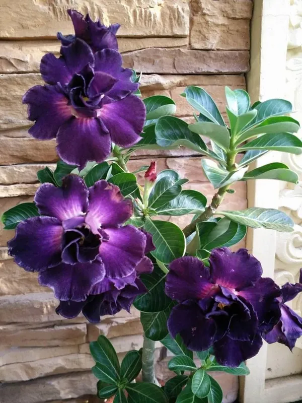 Adenium_(Purple)_Flowering_Plant_For_Home_Garden_Adenium_Grafted_Flower_Plant_(Pack_Of_1)