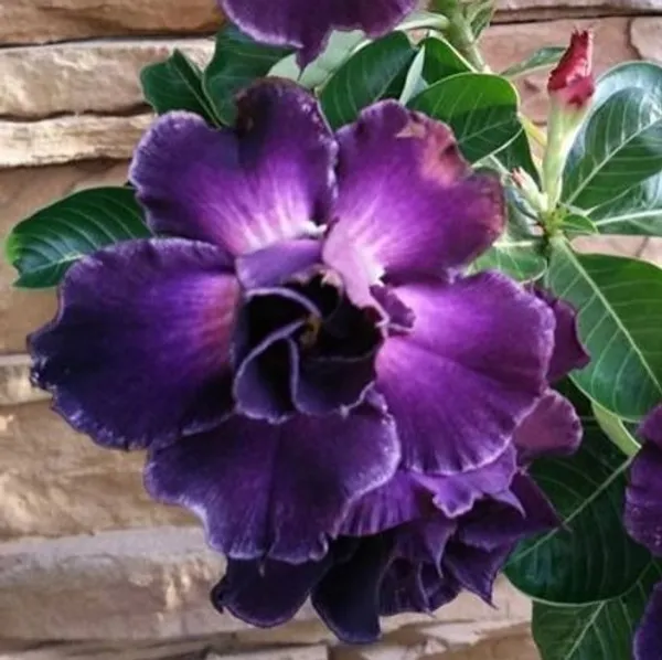 Adenium_(Purple)_Flowering_Plant_For_Home_Garden_Adenium_Grafted_Flower_Plant_(Pack_Of_1)