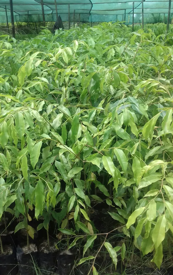 Agar_Wood_(Aquilaria_Agallocha)_Plant_&_Tree_For_Home_Gardening_(Hybrid,_Pack_Of_1)