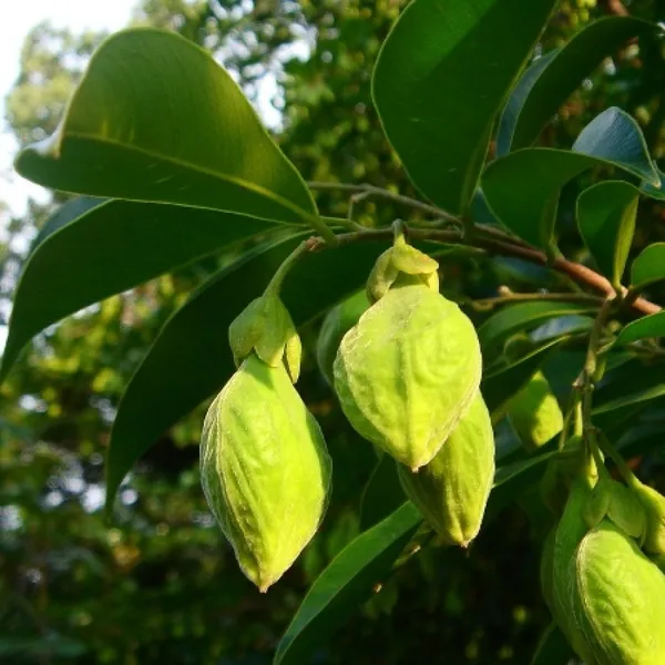 Agar_Wood_(Aquilaria_Agallocha)_Plant_&_Tree_For_Home_Gardening_(Hybrid,_Pack_Of_1)