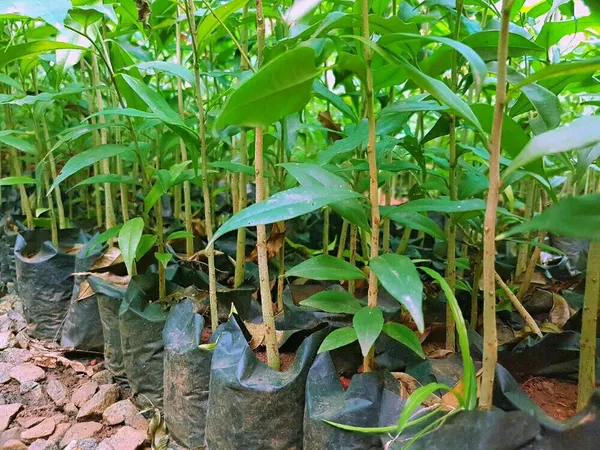 Agar_Wood_(Aquilaria_Agallocha)_Plant_&_Tree_For_Home_Gardening_(Hybrid,_Pack_Of_1)