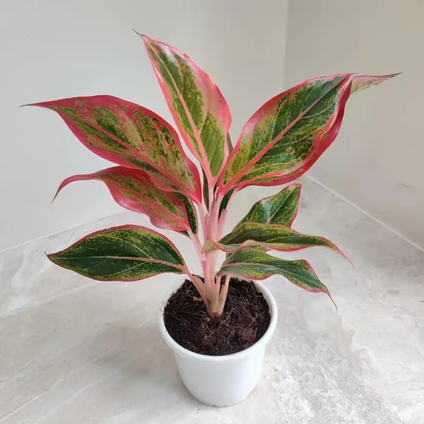 Aglaonema_Indoor_Plant_For_Home_Decoration_&_Gardening_Aglaonema_Air_Purifying_Healthy_Plant_(Pack_Of_1)