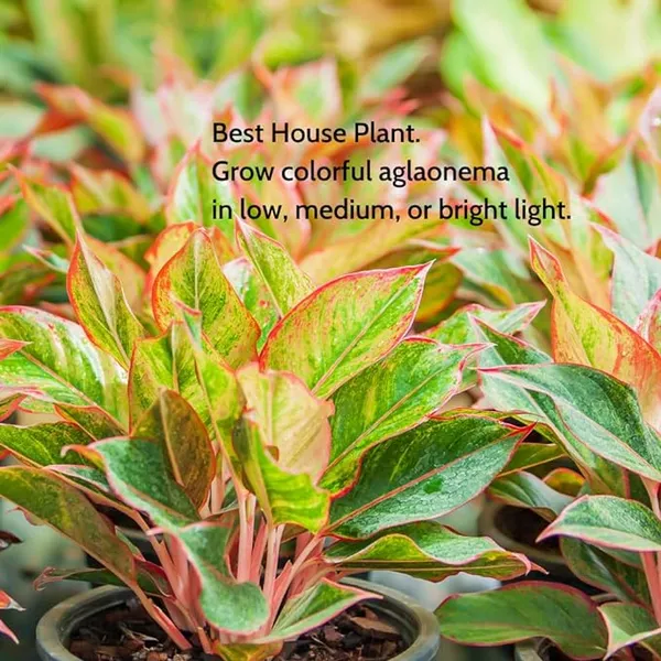 Aglaonema_Indoor_Plant_For_Home_Decoration_&_Gardening_Aglaonema_Air_Purifying_Healthy_Plant_(Pack_Of_1)