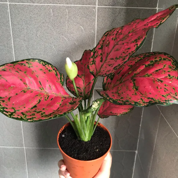 Aglaonema_(Red)_Air_Purifying_Indoor_Plant_For_Home_Decoration_&_Gardening_(Pack_Of_1)