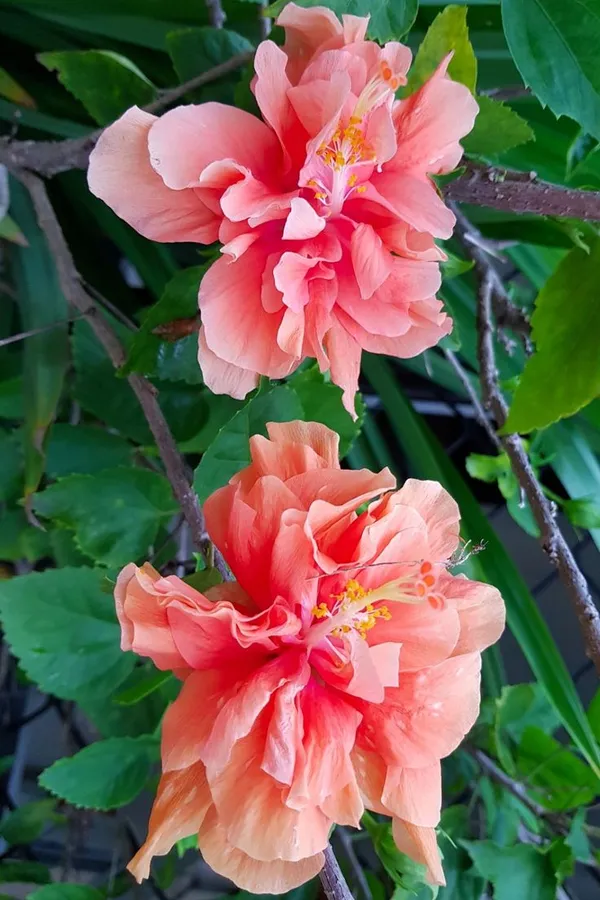 All_Season_Gardens_(Light_Orange)_Rare_Hibiscus_Double_Decker_Flower_Plant