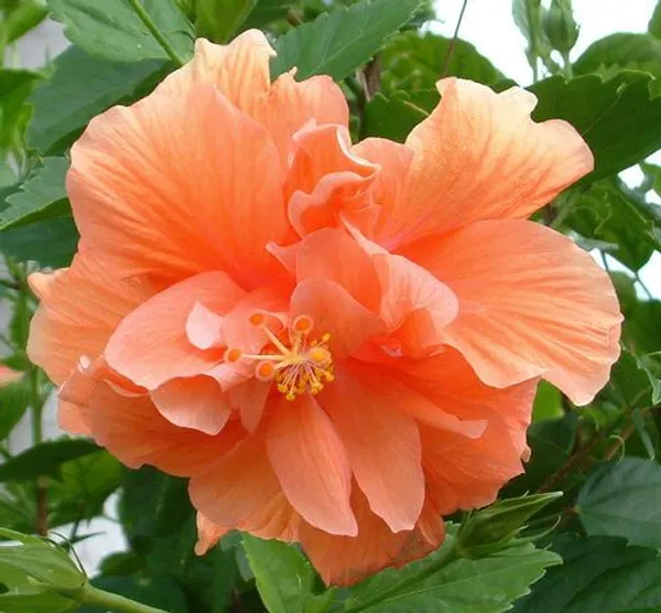 All_Season_Gardens_(Light_Orange)_Rare_Hibiscus_Double_Decker_Flower_Plant