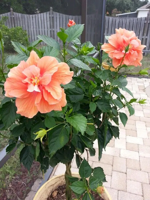 All_Season_Gardens_(Light_Orange)_Rare_Hibiscus_Double_Decker_Flower_Plant