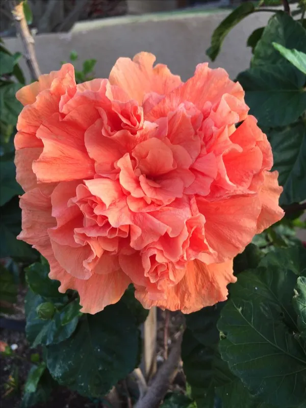All_Season_Gardens_(Light_Orange)_Rare_Hibiscus_Double_Decker_Flower_Plant