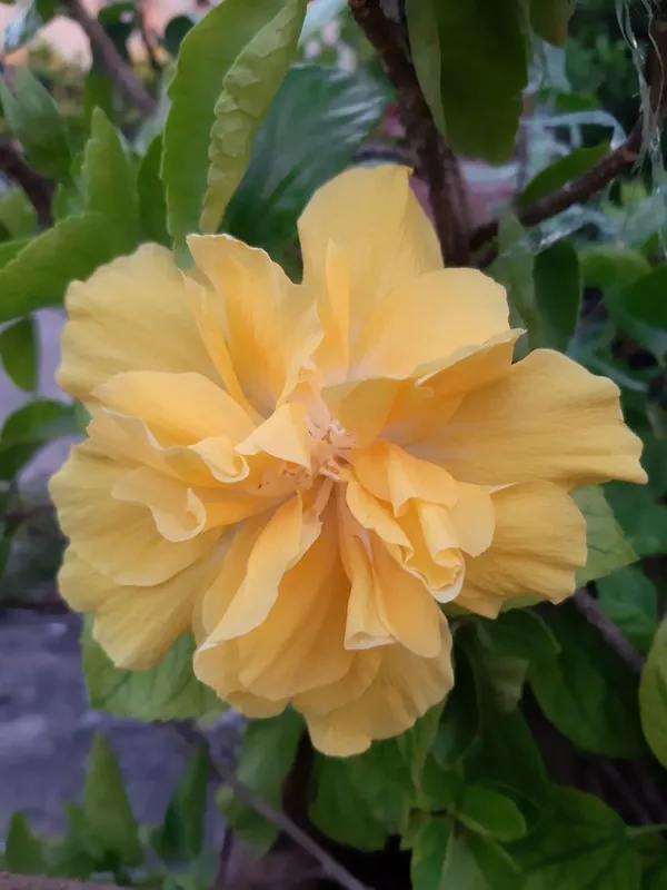 All_Season_Gardens_(Light_Yellow_)_Rare_Hibiscus_Double_Decker_Flower_Plant