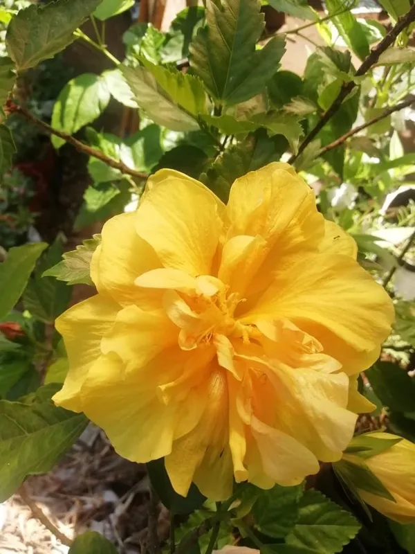 All_Season_Gardens_(Light_Yellow_)_Rare_Hibiscus_Double_Decker_Flower_Plant