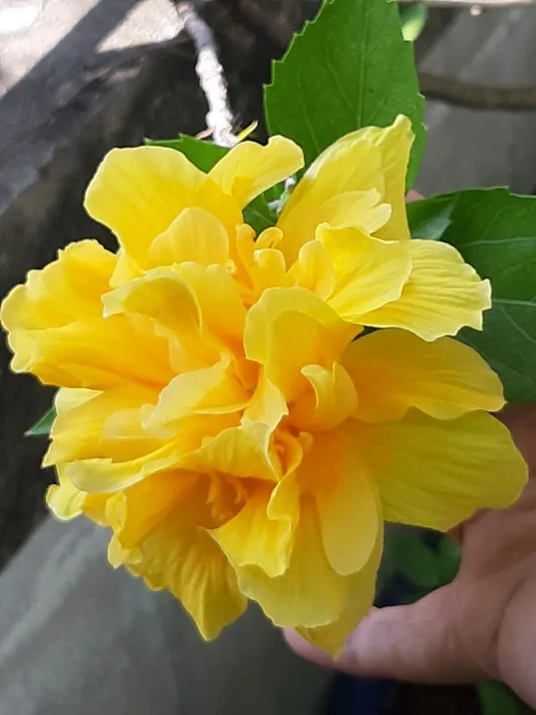 All_Season_Gardens_(Light_Yellow_)_Rare_Hibiscus_Double_Decker_Flower_Plant