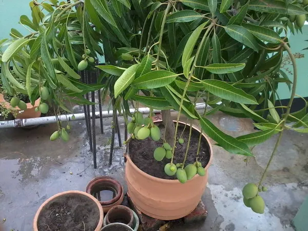 All_Time_China_Drop_Hybrid_Mango_Plant_(1.5-3.5_Ft_Size)_For_Home_Gardening_12_Month_China_Drop_Mango_Fruit_Grafted_Plant_(Pack_Of_1)