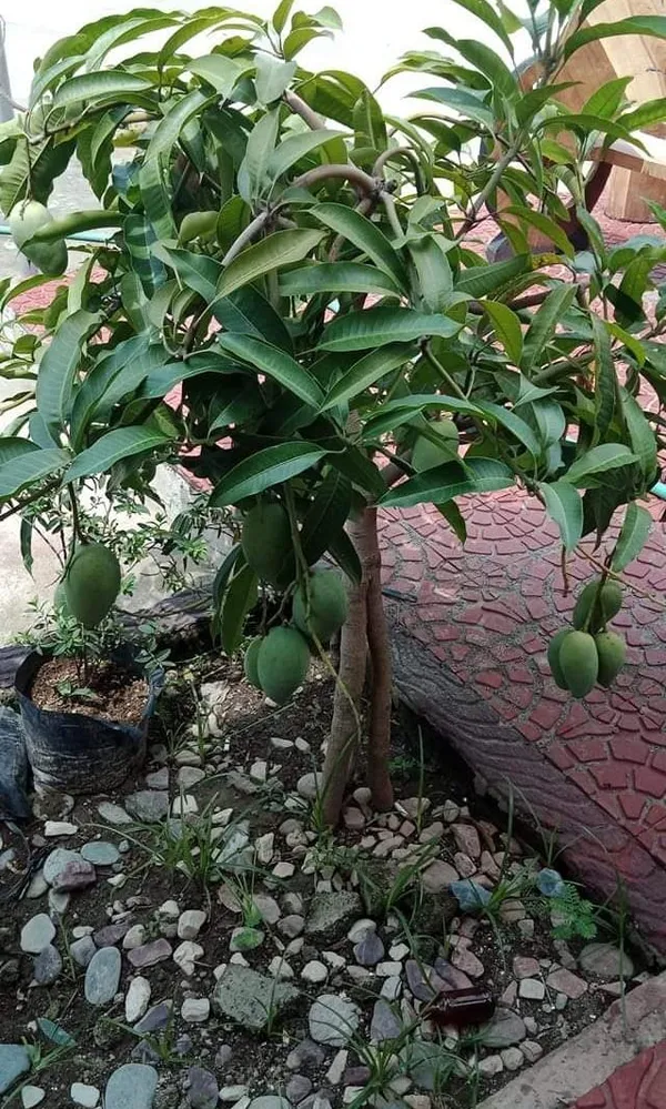 All_Time_China_Drop_Hybrid_Mango_Plant_(1.5-3.5_Ft_Size)_For_Home_Gardening_12_Month_China_Drop_Mango_Fruit_Grafted_Plant_(Pack_Of_1)