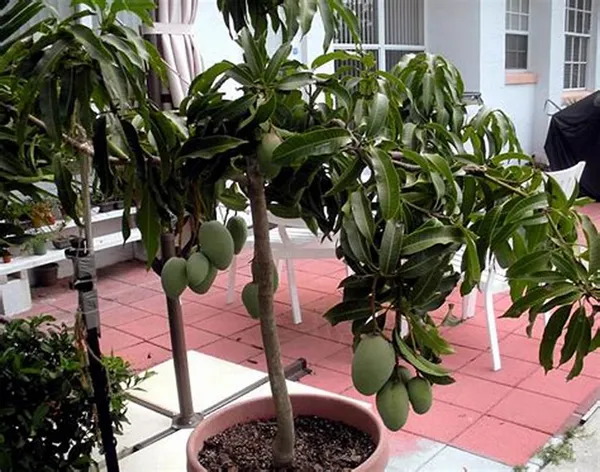 All_Time_China_Drop_Hybrid_Mango_Plant_(1.5-3.5_Ft_Size)_For_Home_Gardening_12_Month_China_Drop_Mango_Fruit_Grafted_Plant_(Pack_Of_1)