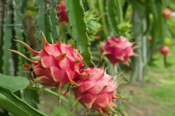 All_Time_Dragon_Fruit_Plant_(Pack_of_1)