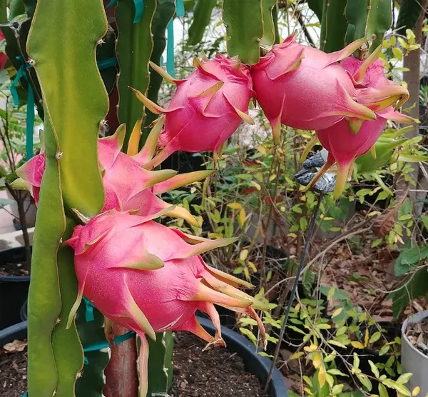 All_Time_Dragon_Fruit_Plant_(Pack_of_1)