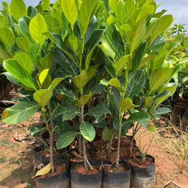 All_Time_Hybrid_Jackfruit_Plant_&_Tree_(1.5-3.5_Ft_Hight)_For_Home_Gardening_(Pack_Of_1)