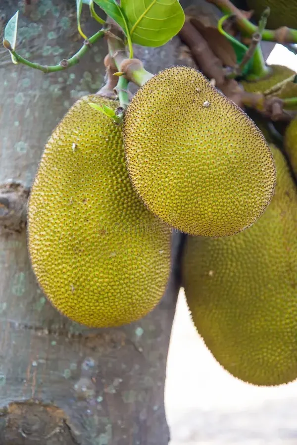 All_Time_Hybrid_Jackfruit_Plant_&_Tree_(1.5-3.5_Ft_Hight)_For_Home_Gardening_(Pack_Of_1)