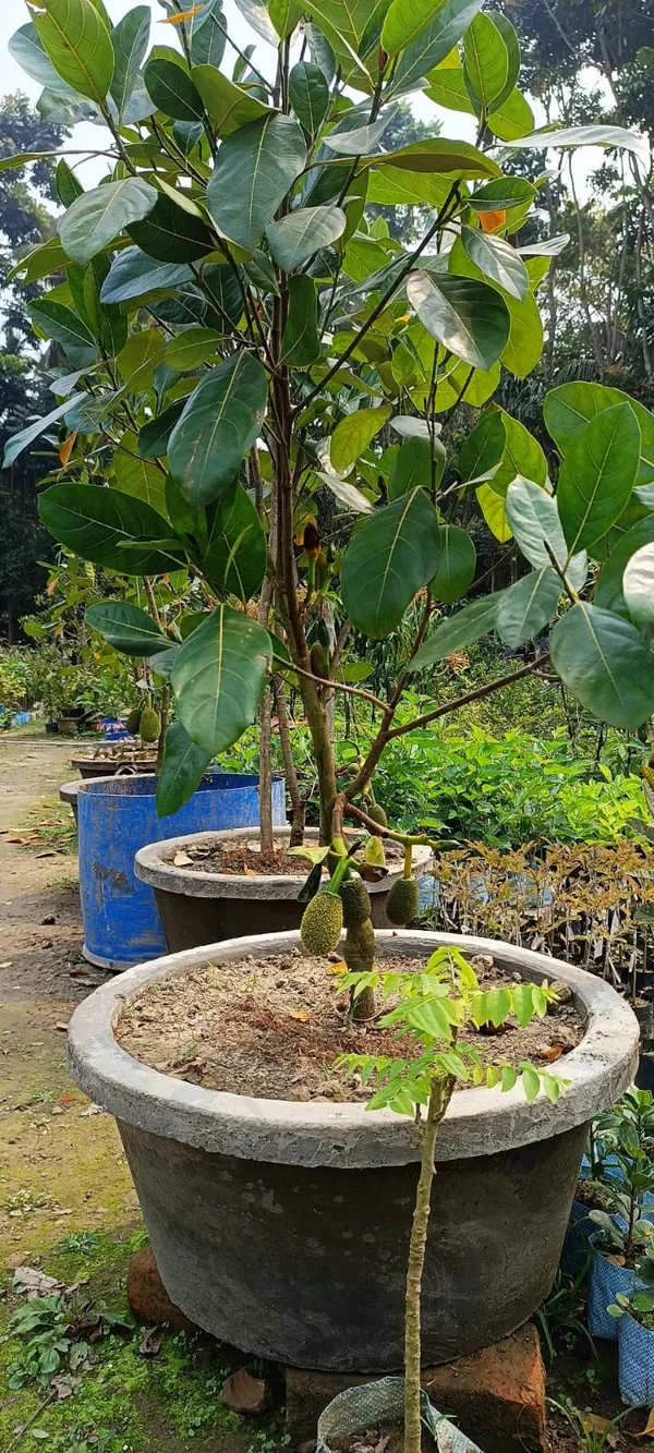 All_Time_Hybrid_Jackfruit_Plant_&_Tree_(1.5-3.5_Ft_Hight)_For_Home_Gardening_(Pack_Of_1)
