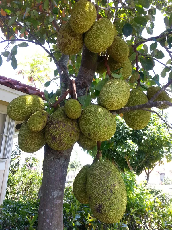 All_Time_Hybrid_Jackfruit_Plant_&_Tree_(1.5-3.5_Ft_Hight)_For_Home_Gardening_(Pack_Of_1)