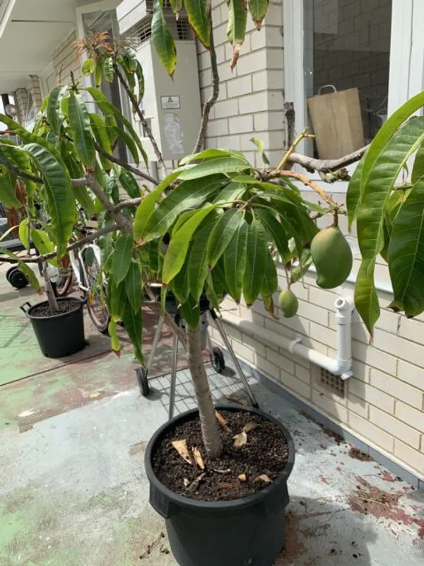 All_Time_Hybrid_Mango_Fruit_Plant_&_Tree_For_Home_Gardening_12_Month_Mango_Healthy_Fruit_Plant_(Grafted,_Pack_Of_1)