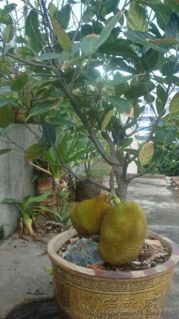 All_Time_Jackfruit__Fruit_Plant_&_Tree_(1.5-3.5_Ft_Height)_For_Home_Garden,_Pack_Of_1