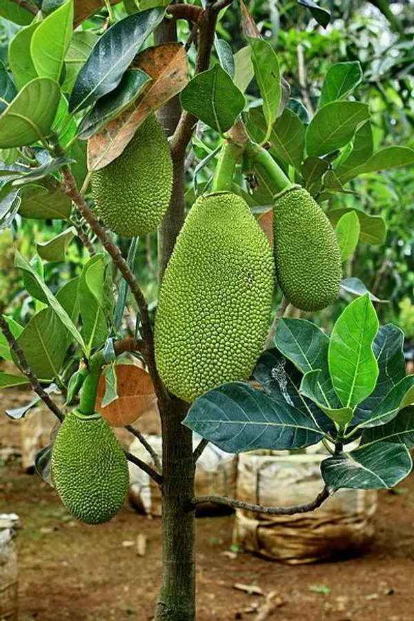 All_Time_Jackfruit__Fruit_Plant_&_Tree_(1.5-3.5_Ft_Height)_For_Home_Garden,_Pack_Of_1
