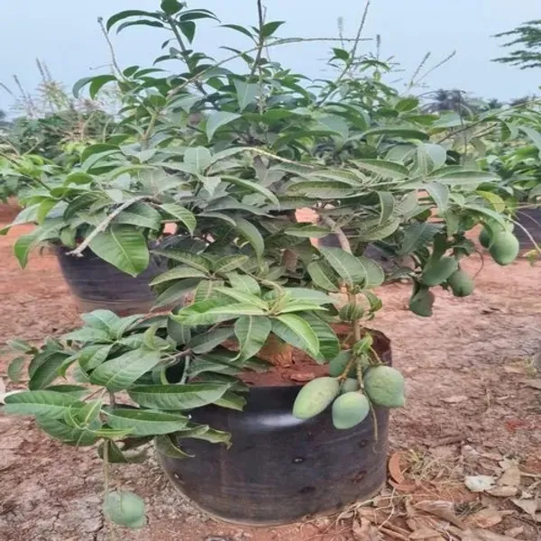 All_Time_Mango_Healthy_Fruit_Plant_(1.5-3.5_Ft_Hight)_For_Home_Gardening_12_Month_Hybrid_Mango__Plant_&_Tree_(Grafted,_Pack_Of_1)