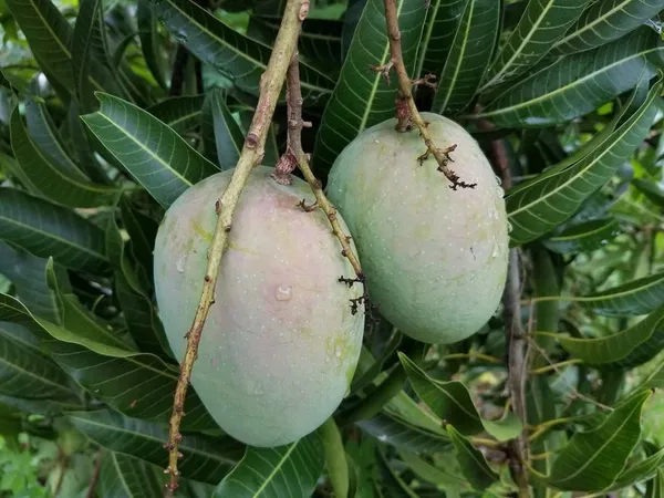All_Time_Mango_Healthy_Fruit_Plant_(1.5-3.5_Ft_Hight)_For_Home_Gardening_12_Month_Hybrid_Mango__Plant_&_Tree_(Grafted,_Pack_Of_1)