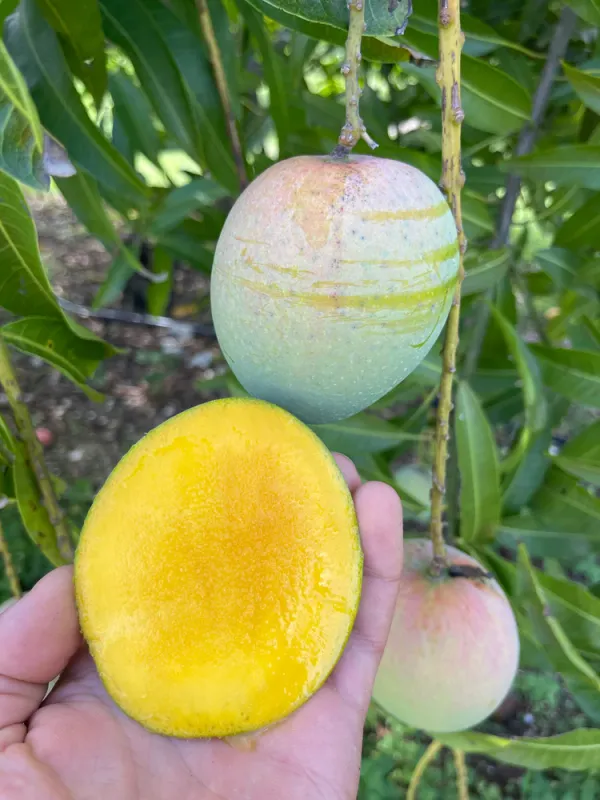 All_Time_Mango_Healthy_Fruit_Plant_(1.5-3.5_Ft_Hight)_For_Home_Gardening_12_Month_Hybrid_Mango__Plant_&_Tree_(Grafted,_Pack_Of_1)