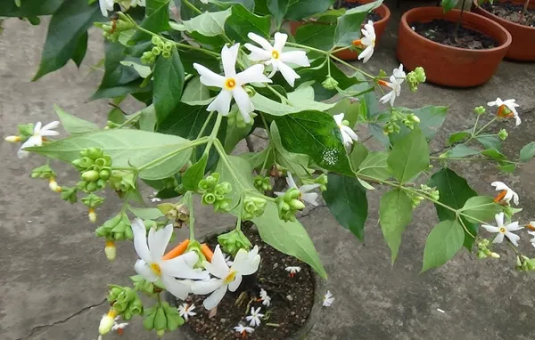 All_Time_Parijat_Night_Blooming_Flower_Plant_For_Home_Gardening_Night_Jasmine_Flower_Plant_&_Tree_(1.5-3.5_Ft_Size)_Pack_Of_1