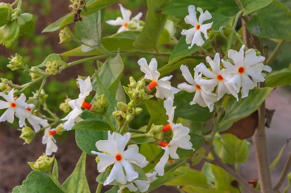 All_Time_Parijat_Night_Blooming_Flower_Plant_For_Home_Gardening_Night_Jasmine_Flower_Plant_&_Tree_(1.5-3.5_Ft_Size)_Pack_Of_1